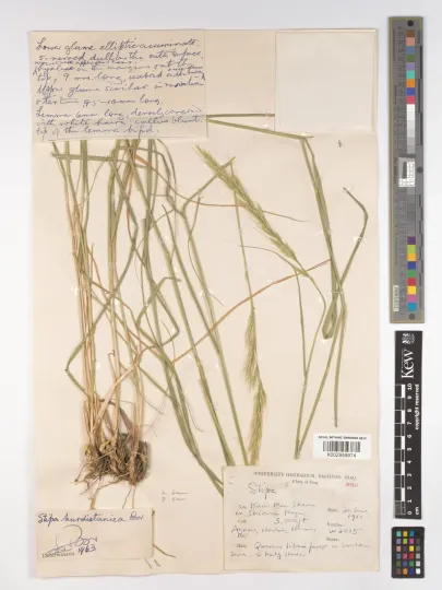 Kurdistan feather grass
