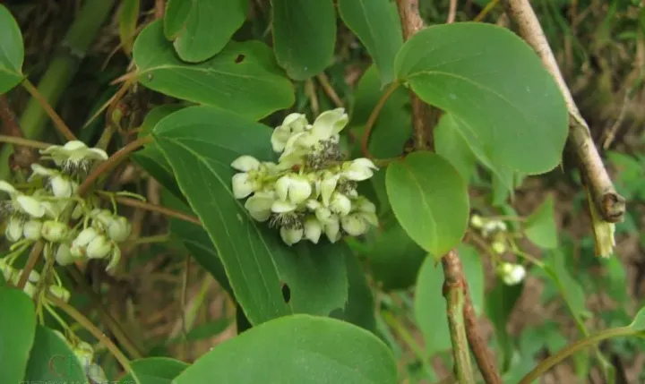 Actinidia trichogyna