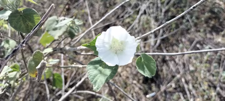 Abutilon glabriflorum