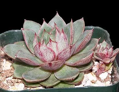 Hybrids of Echeveria purpusiorum and Echeveria setosa