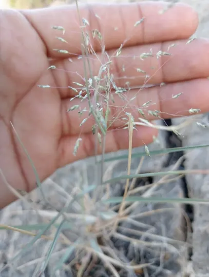 Eragrostis papposa