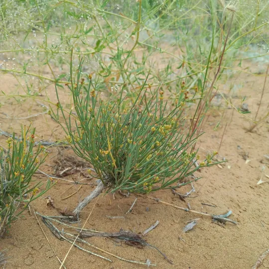 Ephedra lomatolepis