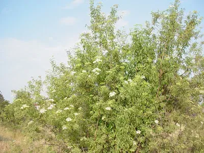 Velvet elderberry
