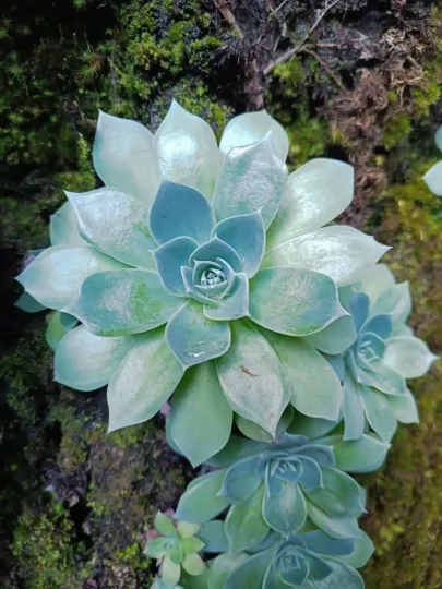 Echeveria secunda
