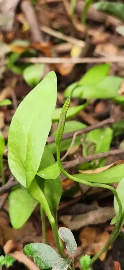 Net-veined adder's-tongue