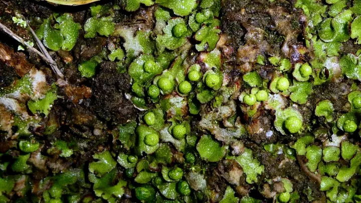 Reboulia hemisphaerica