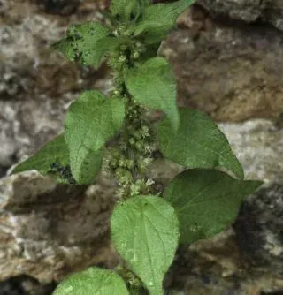 Parietaria mauretanica
