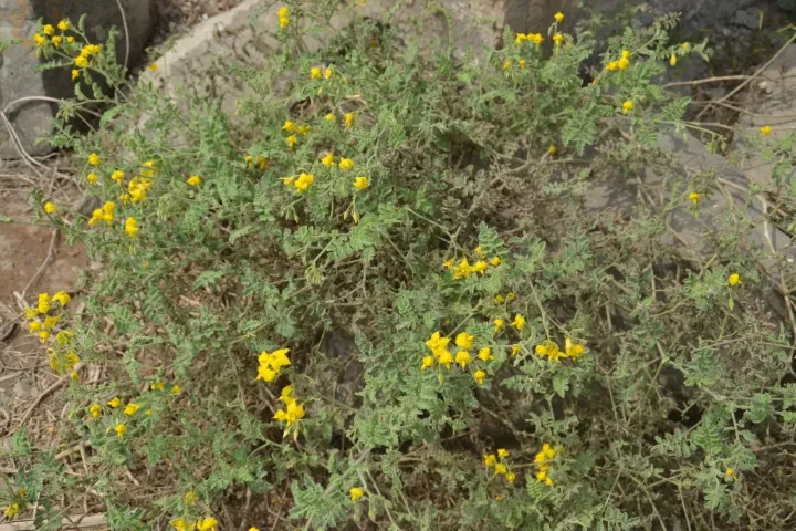 Solanum corneliomulleri