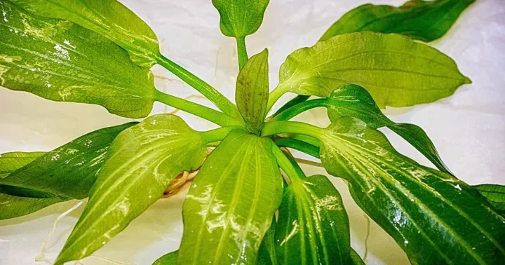 Echinodorus uruguayensis x Echinodorus schlueteri