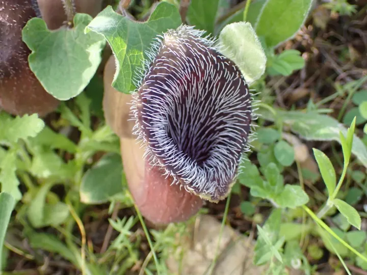 Cretan birthwort