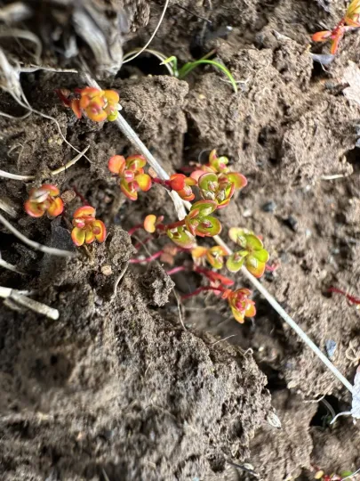 Koenigia islandica