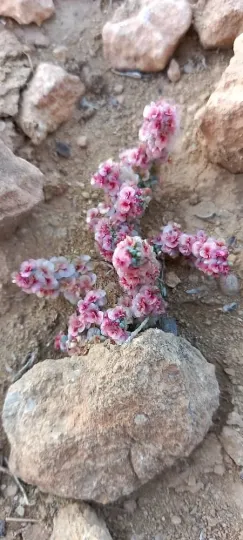 Halogeton sativus