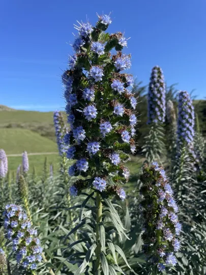Pride of Madeira