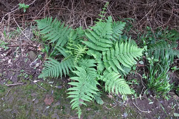 Dryopteris aitoniana