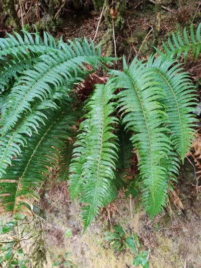 Polystichum falcinellum