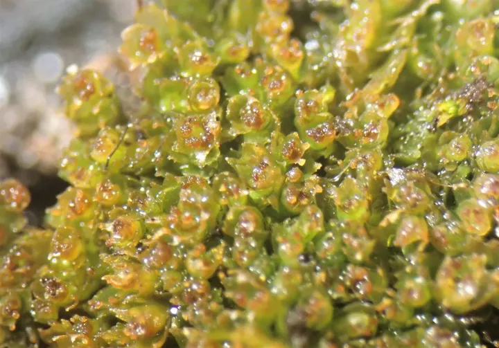 Lophozia bicrenata