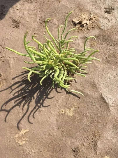 Fragile glasswort