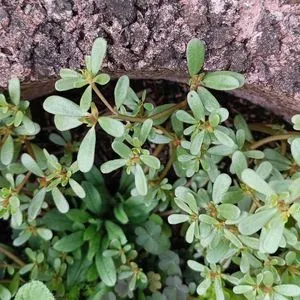 Portulaca granulatostellulata