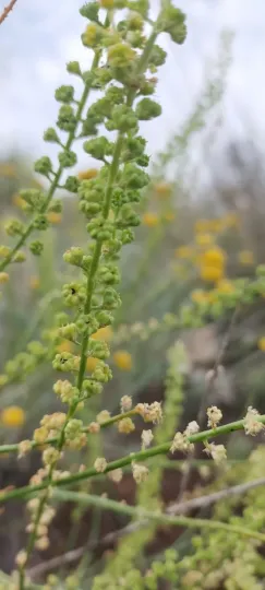 Reseda virgata