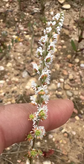 Sesamoides purpurascens