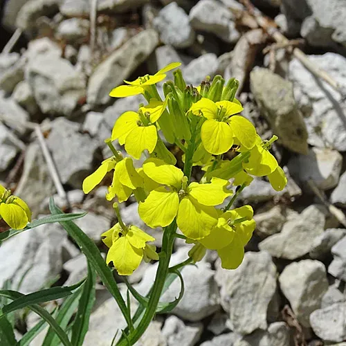 Pale wallflower
