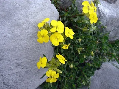 Erysimum jugicola