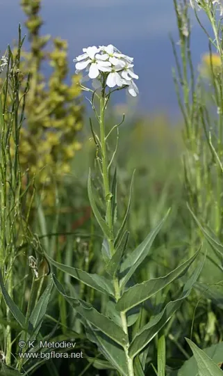 Hesperis dinarica