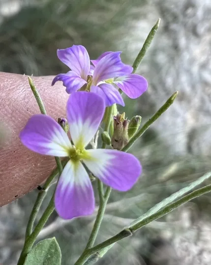 Malcolmia orsiniana