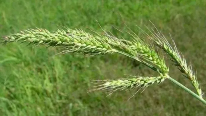 Barnyard grass