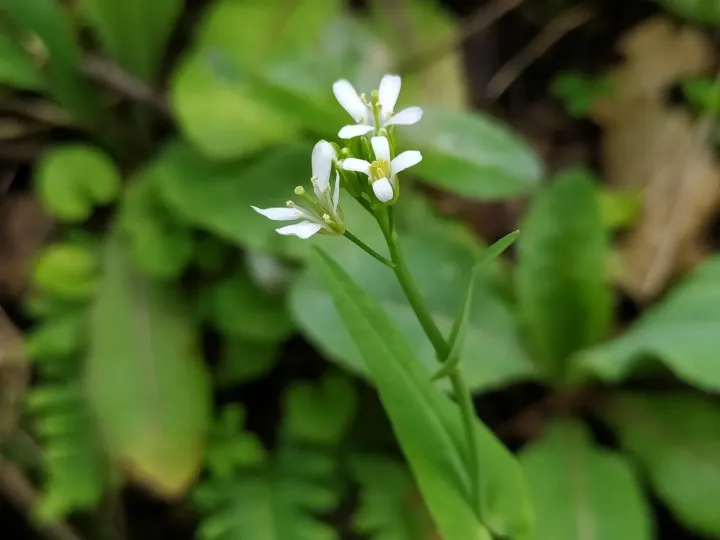 Tower mustard