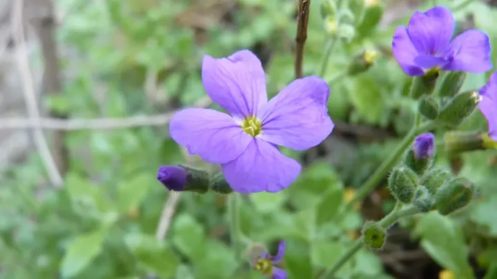 Aubrieta intermedia