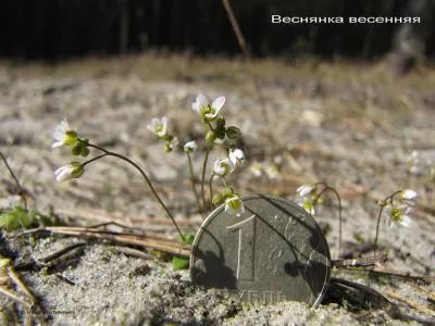 Веснянка весняна