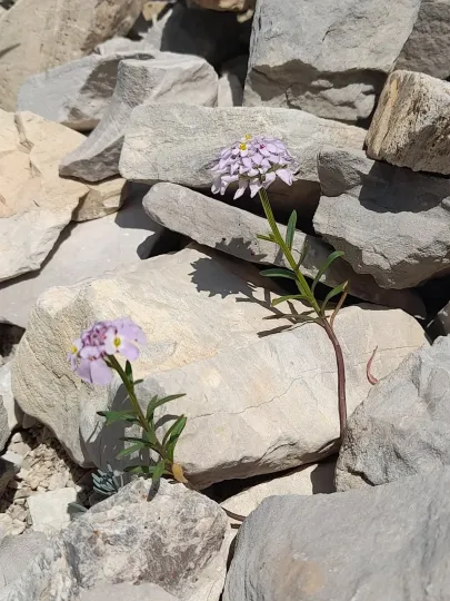 Iberis aurosica