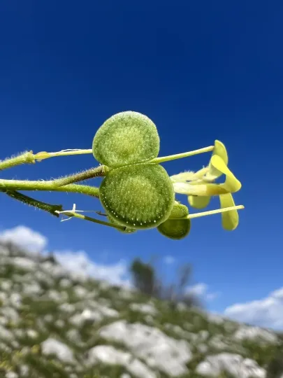 Biscutella cichoriifolia