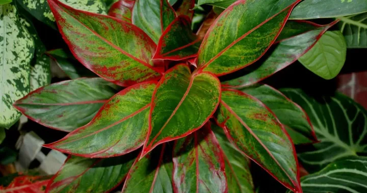 Aglaonema hybrid
