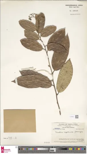Ehretia asperula