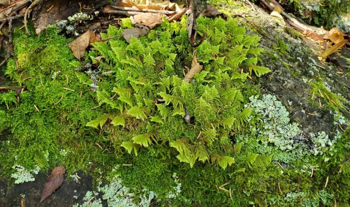 Ptilium crista-castrensis