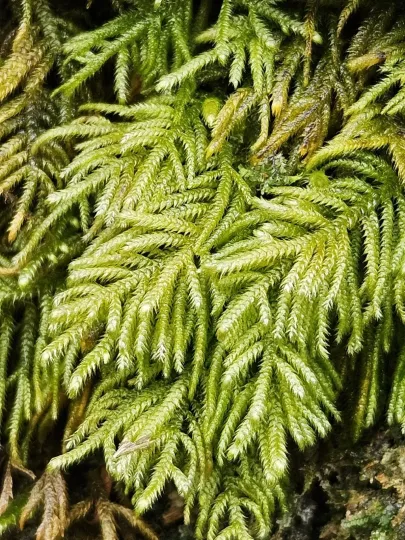 Hyocomium armoricum
