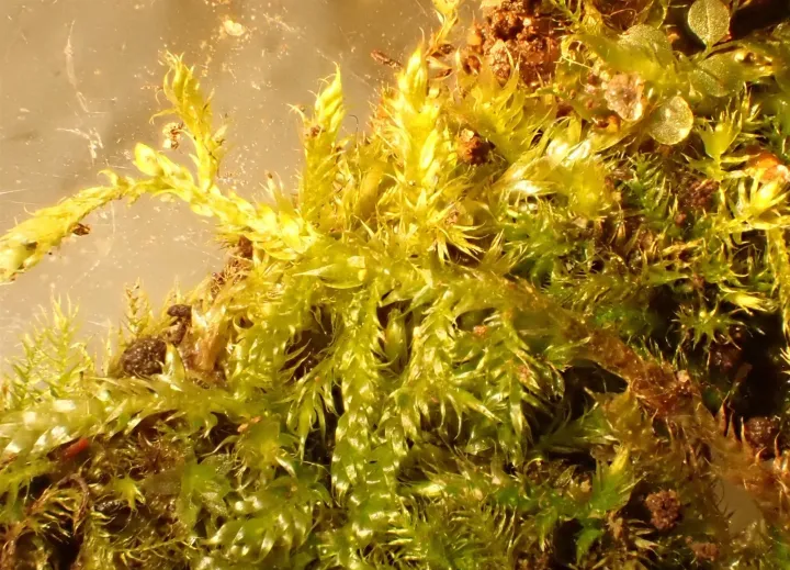 Callicladium haldanianum