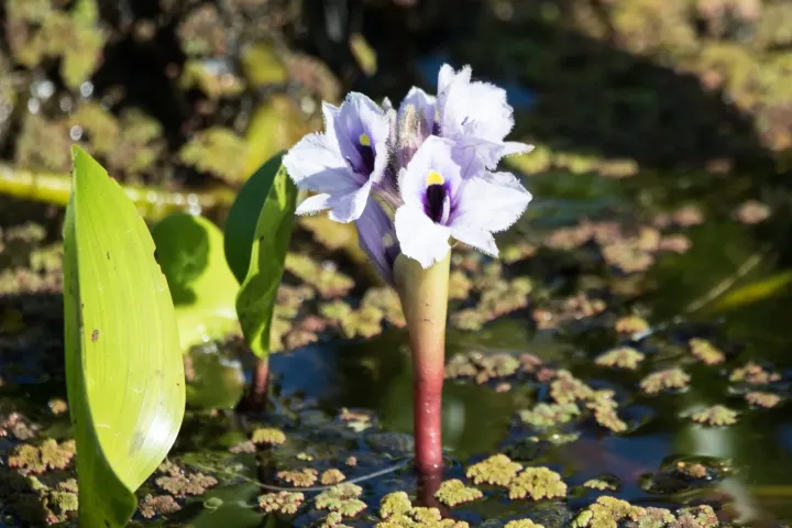 Anchored water hyacinth