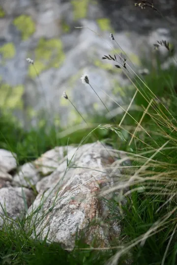 Oreochloa seslerioides
