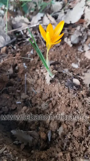 Crocus graveolens