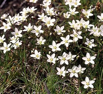 Minuartia stellata