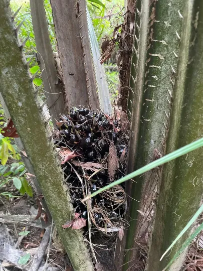 Oil palm