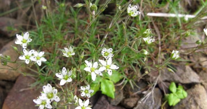 Spring sandwort