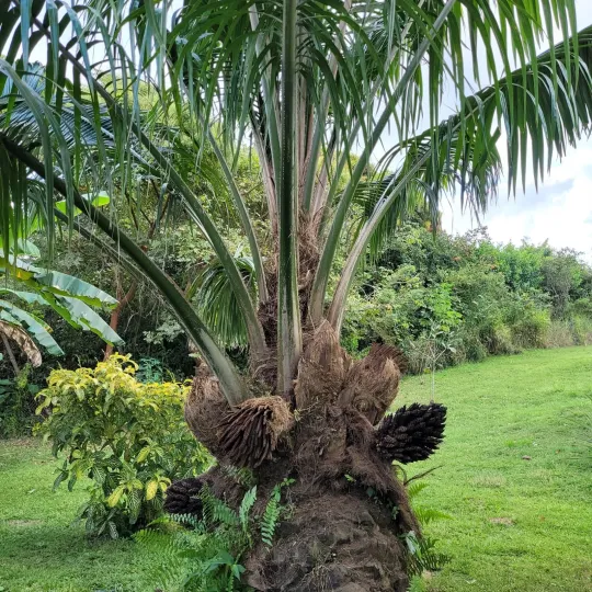 American oil palm