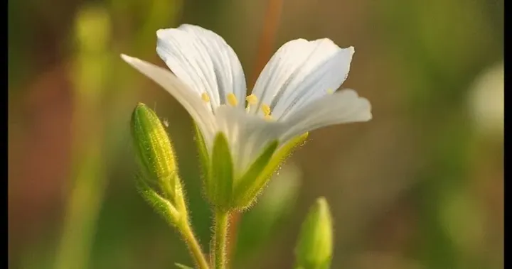 Minuartia baldaccii