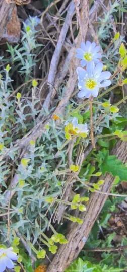 Cerastium boissierianum