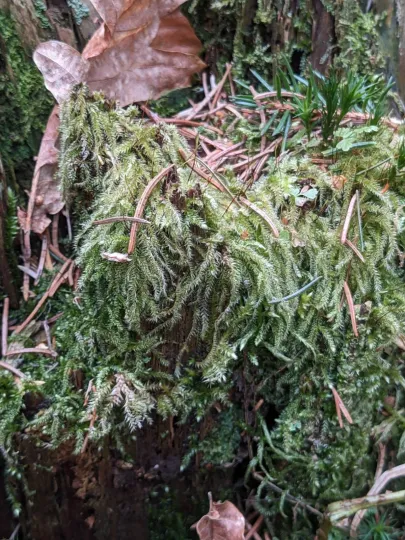 Herzogiella seligeri