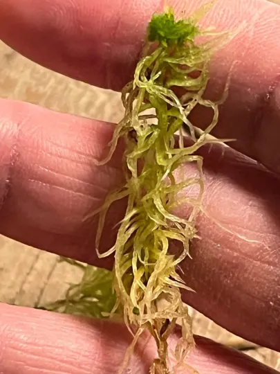 Fringed bogmoss